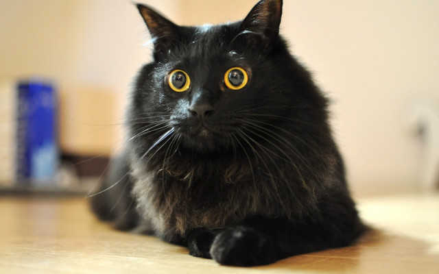Black cat yellow eyes curious #4 free wallpaper - medium preview image