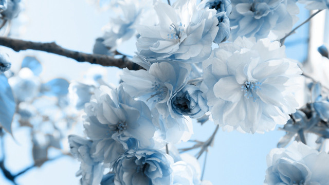 Blue branch blue sky flowers free wallpaper - medium preview image