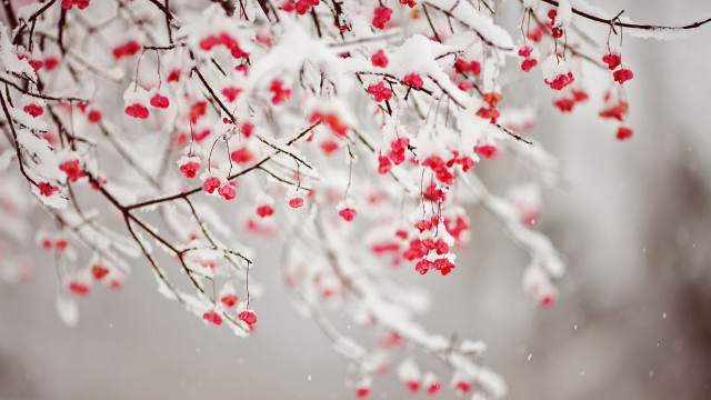 Snowy branch red berries flower free wallpaper - medium preview image