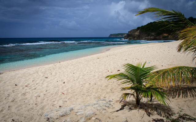 Bascove beach palm water rocky free wallpaper - medium preview image