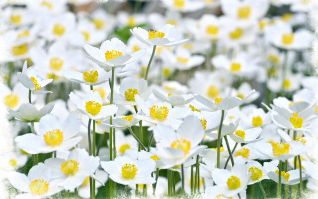 White flower field bokeh daisy free wallpaper - medium preview image