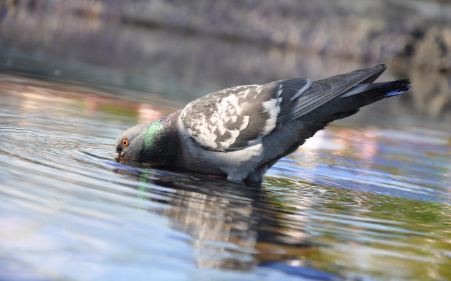 Seagull swimming water ecological art free wallpaper - medium preview image