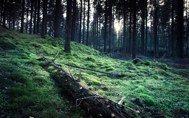 Fallen tree moss forest city free wallpaper - medium preview image