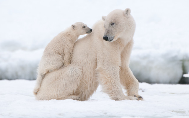 Polar bears snow ecological art #4 free wallpaper - medium preview image