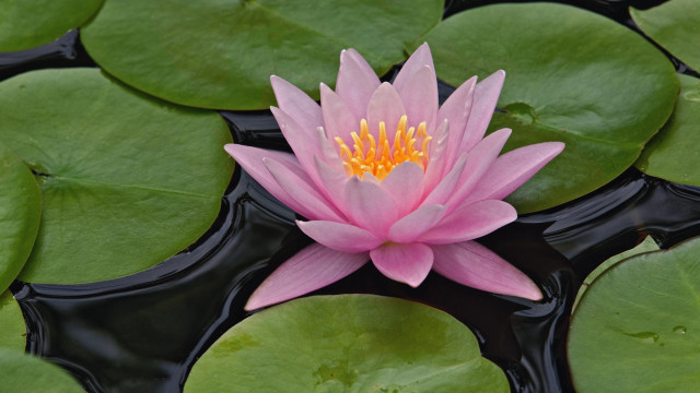 Pink water lily yellow center free wallpaper - medium preview image