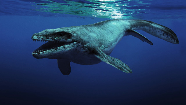 Large fish ocean open mouth free wallpaper - medium preview image