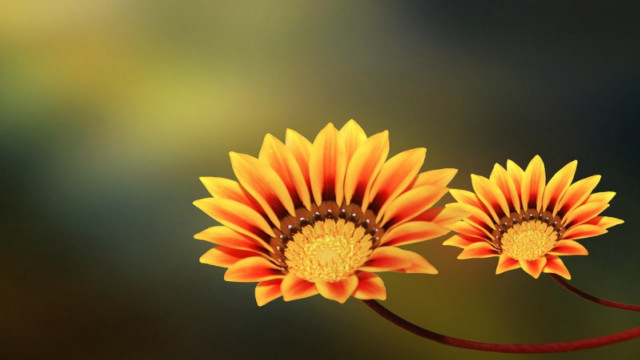 Yellow flower macro sunflower green free wallpaper - medium preview image