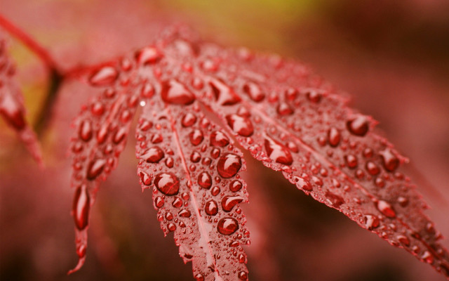Red leaf water droplets macro free wallpaper - medium preview image