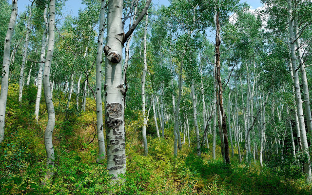 Forest tall trees green grass #3 free wallpaper - medium preview image