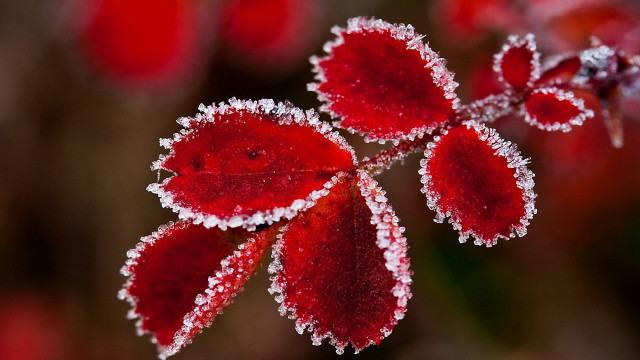 Frosted spider lily red moon #2 free wallpaper - medium preview image