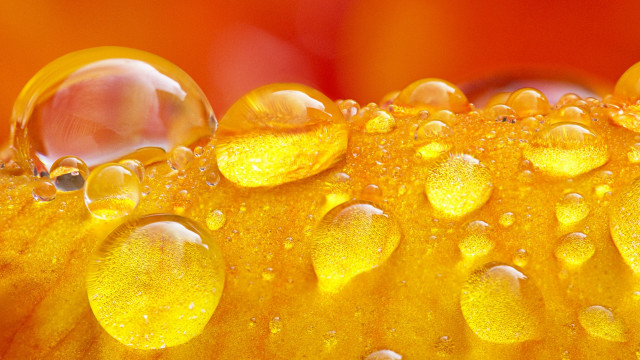 Yellow flower water droplets macro #16 free wallpaper - medium preview image