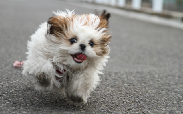 Small dog running impressionist motion free wallpaper - medium preview image