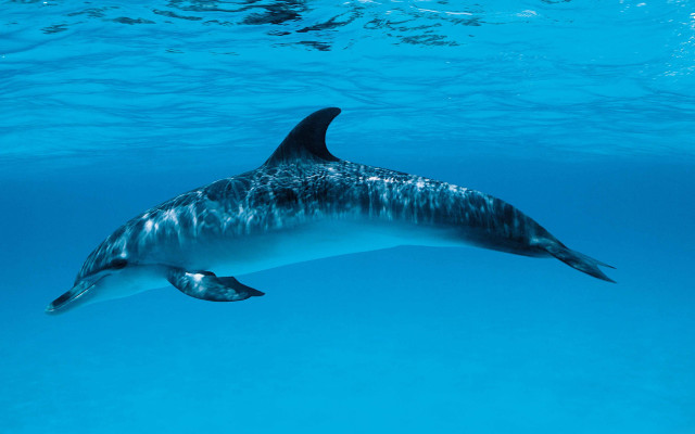 Dolphin fish underwater scene boat free wallpaper - medium preview image