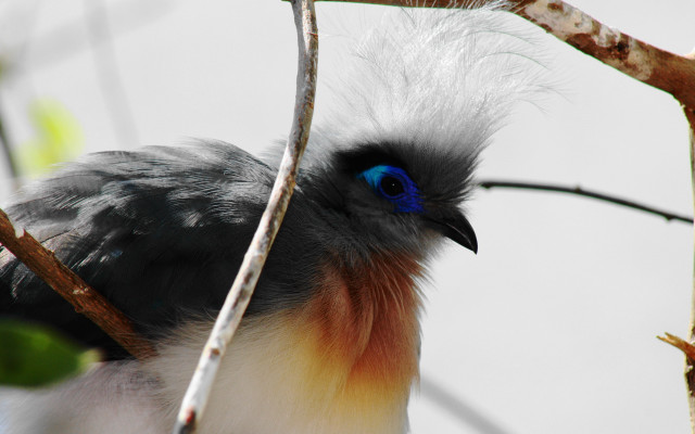Blue eyed bird black head free wallpaper - medium preview image