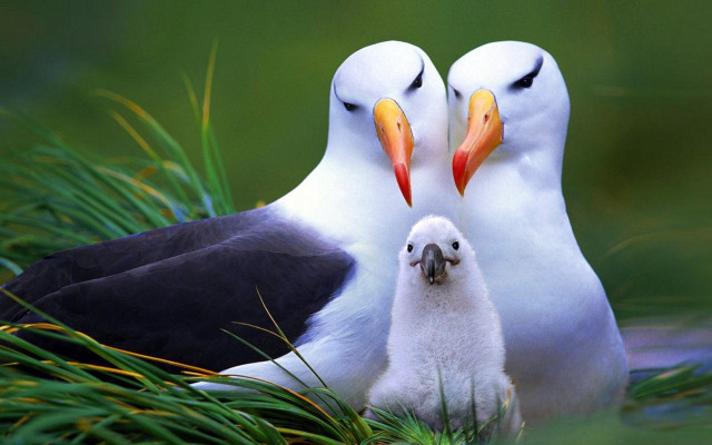 Birds beak closed grass nature free wallpaper - medium preview image
