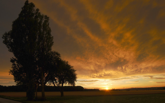 Sunset tree road field clouds free wallpaper - medium preview image