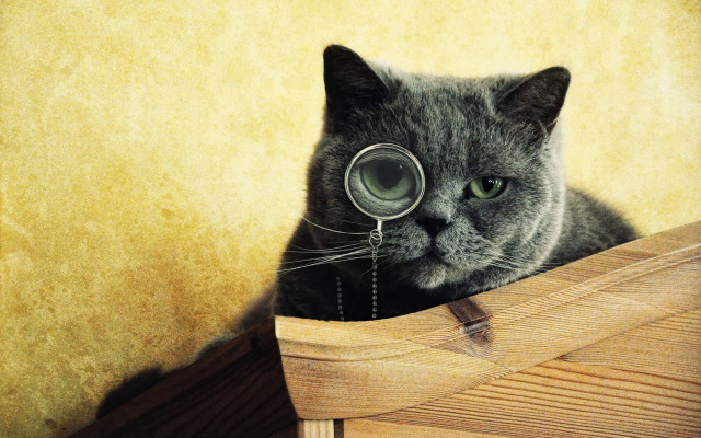 Cat magnifyingglass woodenbox steampunk surrealism free wallpaper - medium preview image