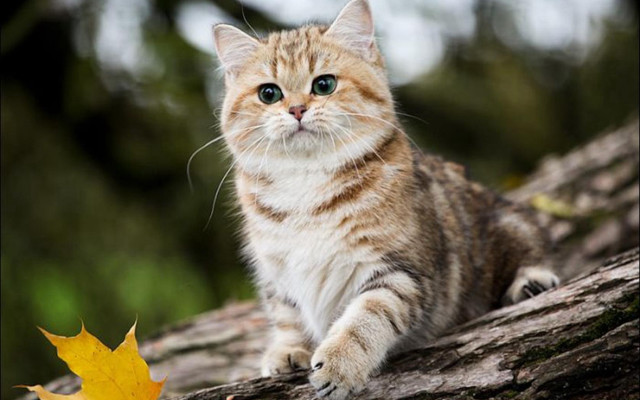 Cat tree branch leaf background free wallpaper - medium preview image