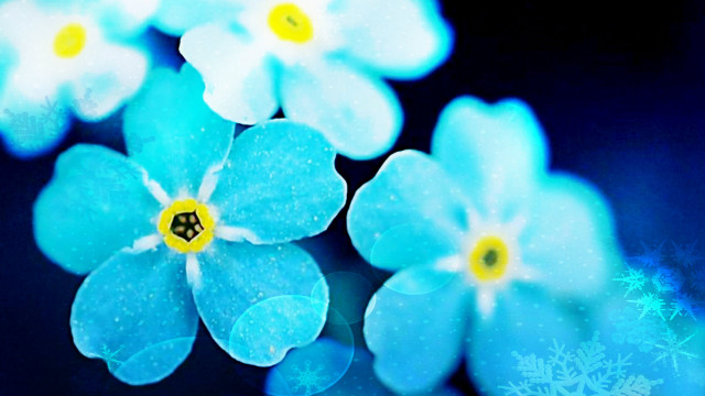 Blue flowers snowflakes starry sky free wallpaper - medium preview image