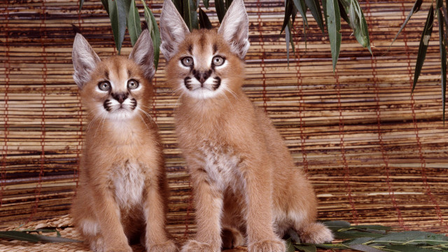 Tiny kittens mat plant bamboo free wallpaper - medium preview image