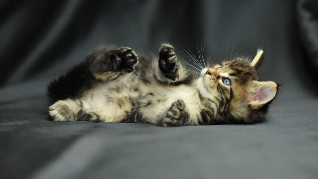 Kitten arabesque puzzle glamor blue free wallpaper - medium preview image