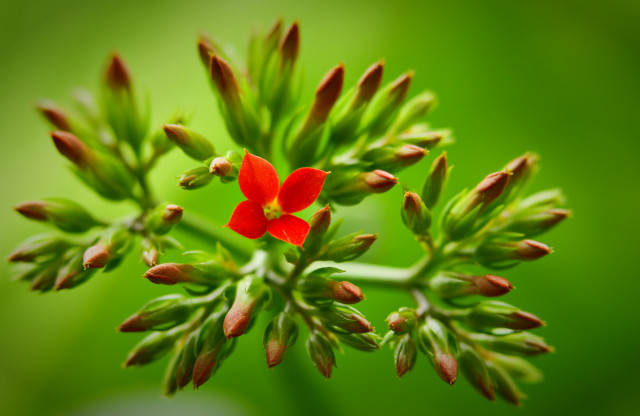 Red flower blooming green stem #2 free wallpaper - medium preview image