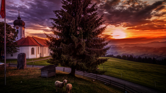 Church tree sunset sheep grass free wallpaper - medium preview image
