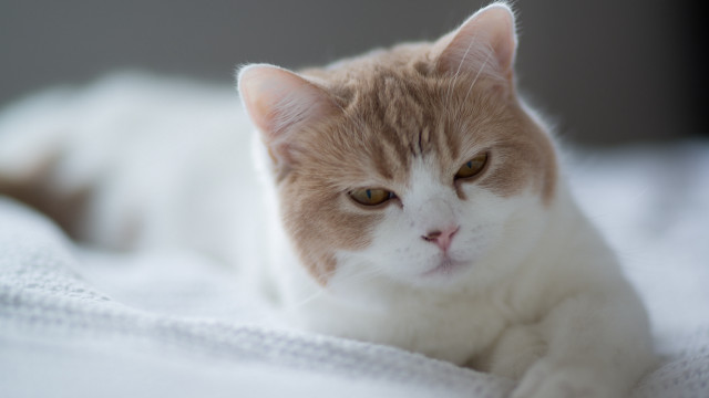 Cat blurry bed black gray free wallpaper - medium preview image