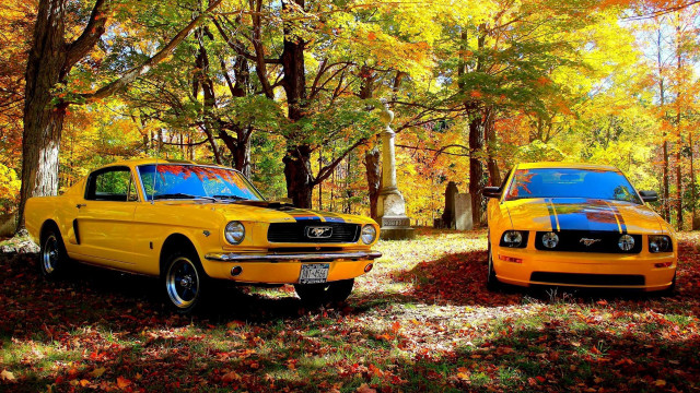Yellow mustangs wooded autumn leaves free wallpaper - medium preview image