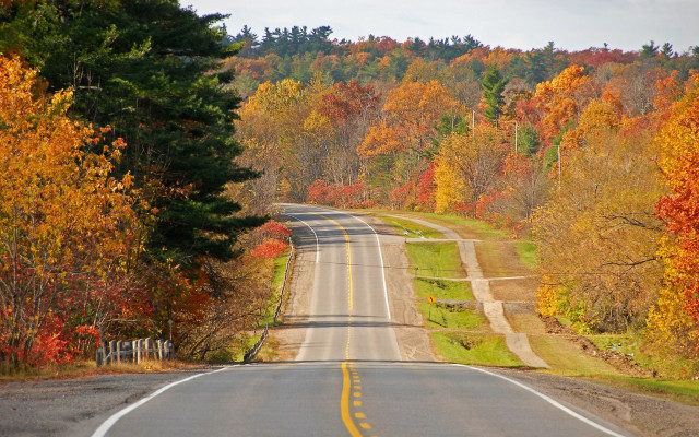Autumn road trees falling leaves free wallpaper - medium preview image