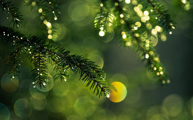 Pine water drops bokeh christmas free wallpaper - medium preview image