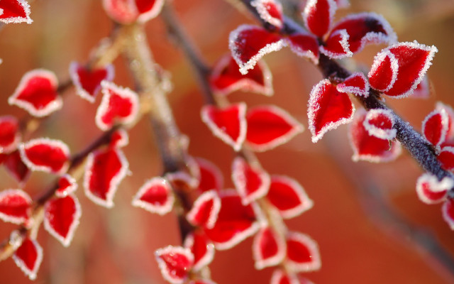 Frosted plant with red flowers free wallpaper - medium preview image