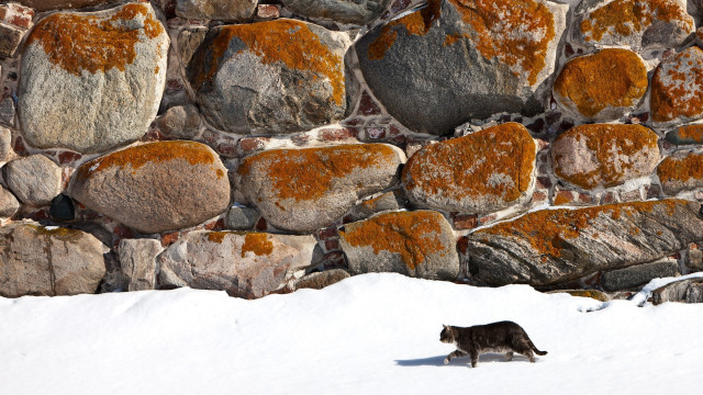 Cat walking snow rock wall free wallpaper - medium preview image