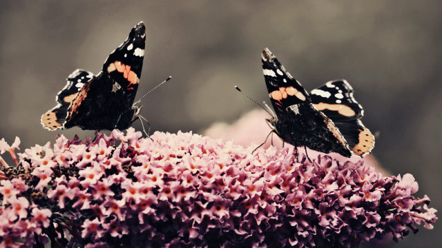 Butterflies flower field spring kimono free wallpaper - medium preview image