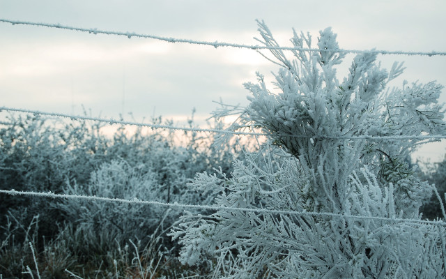 Frosted fence bush winter sky free wallpaper - medium preview image