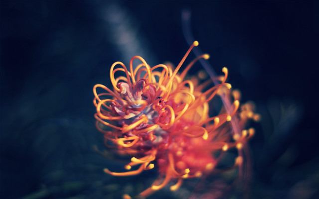 Flower fire breathing wings macro free wallpaper - medium preview image