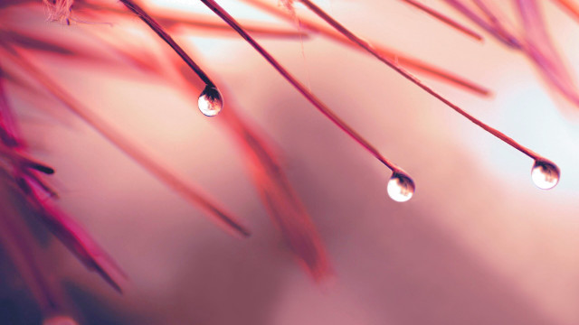 Water drops plant blurry red free wallpaper - medium preview image