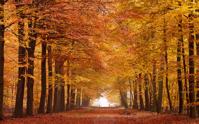 Forest path autumn leaves bare free wallpaper - medium preview image