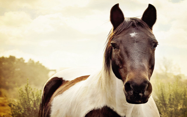 Horse white spot brown white free wallpaper - medium preview image