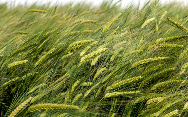 Green grass tiltshift nature wind free wallpaper - medium preview image