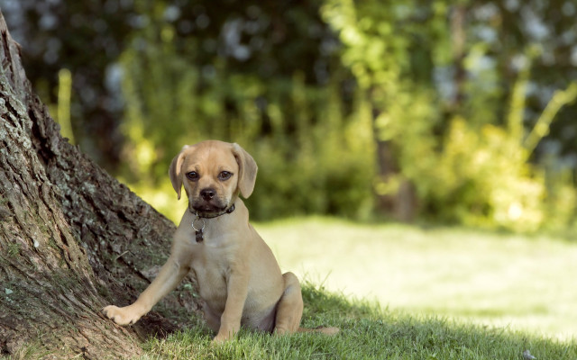 Puppy tree grass dog nature free wallpaper - medium preview image