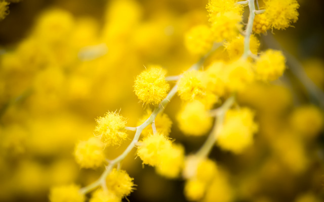 Yellow flower bokeh autumn fireworks #2 free wallpaper - medium preview image