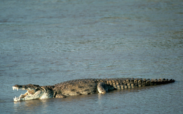 Alligator water sitting open mouth free wallpaper - medium preview image