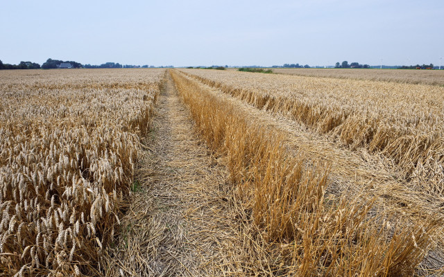 Wheat field trees blue sky free wallpaper - medium preview image