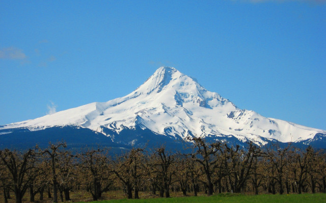 Snow covered mountain trees blue #3 free wallpaper - medium preview image