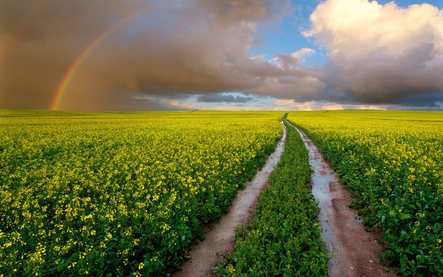 Dirt road field rainbow sky #2 free wallpaper - medium preview image