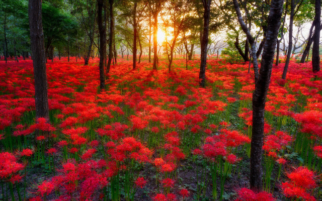 Red flower field sunset trees free wallpaper - medium preview image