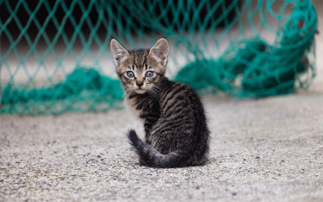 Kitten green netting tiltshift animal free wallpaper - medium preview image