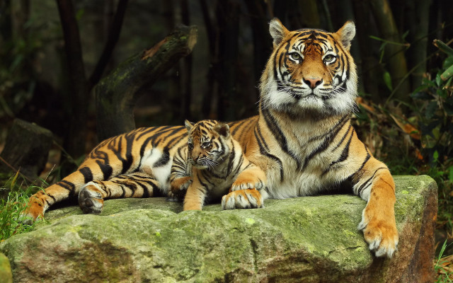 Mother tiger cub rock woods free wallpaper - medium preview image