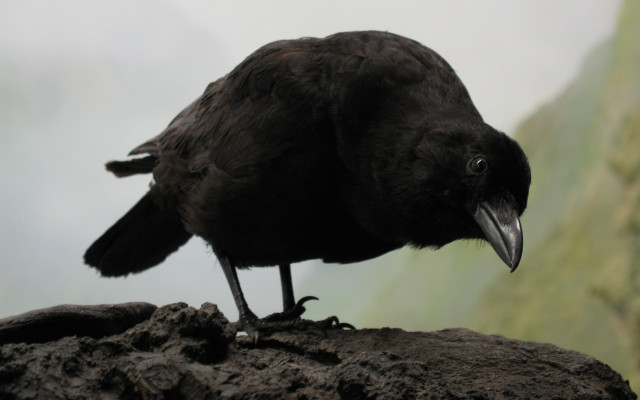 Black bird rock mountain foggy free wallpaper - medium preview image